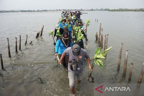 Pelajar dan relawan tanam ribuan bibit mangrove di lahan terendam rob