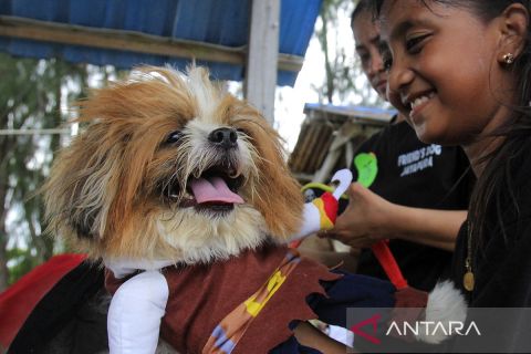 Kontes anjing ras di Jayapura, Papua, menjadi ajang silaturahmi penghobi