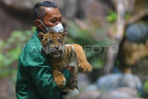 Pengenalan Banun anak Harimau Sumatera di Bukittinggi