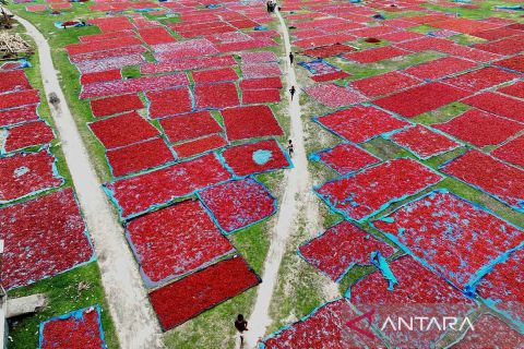 Pengeringan cabai merah di Panchagarh, Bangladesh