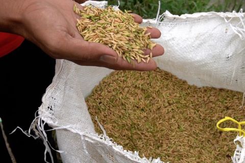 Produksi gabah capai 1,8 juta ton, Sulsel siapkan musim tanam kedua