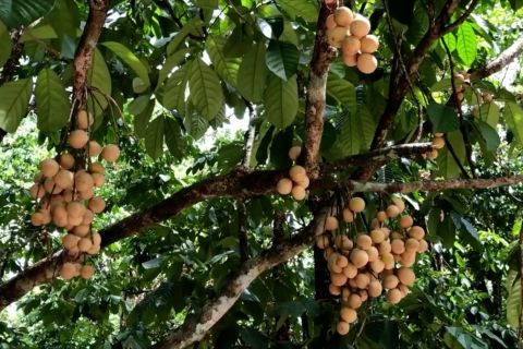 Buah langsat jadi simbol ekonomi baru warga Desa Punggur di Kalbar