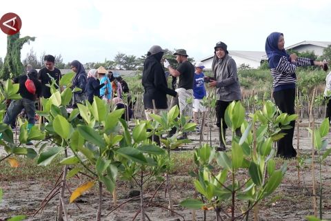 Cegah Banda Aceh dari ancaman abrasi, Gen Z tanam 1.000 mangrove