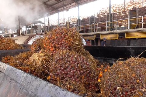  Industri sawit tidak terdampak ketidakpastian perdagangan global