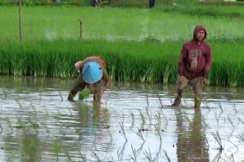 Kejar target swasembada pangan, Sulsel optimalkan perbaikan irigasi