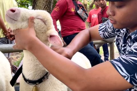 Kontes Domba di Lumajang jadi peluang lahirkan domba berkualitas