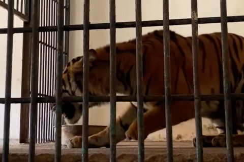 Menjenguk Si Maung, Harimau Sumatera yang kehilangan kaki akibat jerat