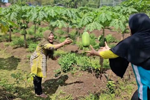 Nikmatnya petik pepaya sendiri di agrowisata minat khusus Gunungkidul
