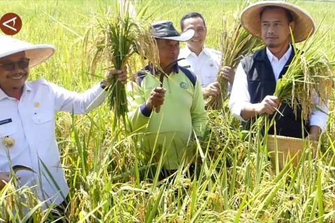Panen raya padi di Tangerang hasilkan ratusan ton gabah kering
