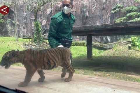 Banun Kinantan, bayi harimau Sumatera penghuni baru TMSBK Bukittinggi