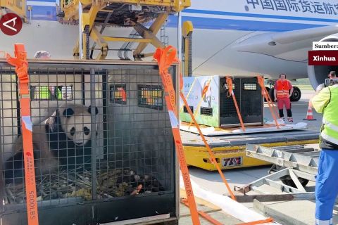 Sepasang panda raksasa tiba di Austria untuk tinggal selama 10 tahun