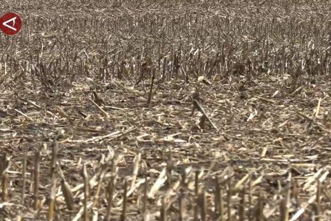 Petani kedelai AS meratapi hilangnya pasar China akibat tarif