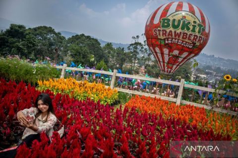 Wisata Bukit Strawberry Lembang dikunjungi ribuan wisatawan saat libur panjang