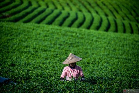 Perkebunan Harendong Lebak hasilkan teh oolong organik tanpa mesin