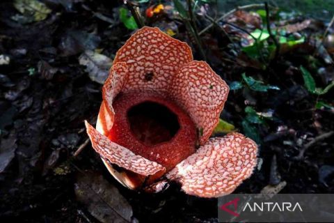 Penemuan Bunga Rafflesia Zollingeriana di Banyuwangi