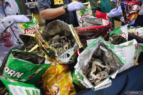 WNA samarkan kuda laut kering dalam kemasan snack untuk diselundupkan ke Mesir