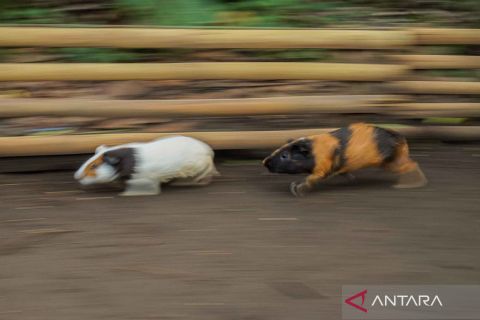 Jelang musim kemarau, warga Lumajang gelar tradisi Karapan Marmot