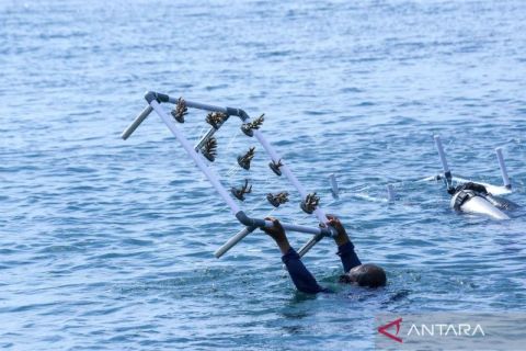 TNI AL jaga ekosistem laut dengan transplantasi terumbu karang di Pantai Bangsring