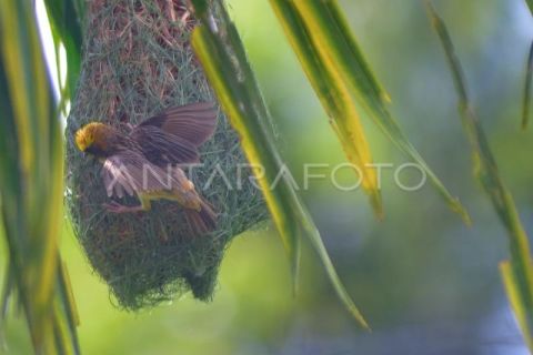 Pembuatan sarang burung Manyar tempua