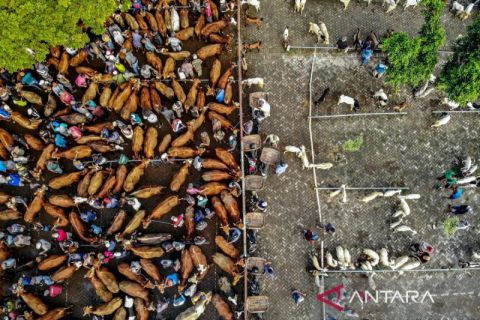 Surplus 1,14 Juta ekor, stok hewan kurban aman jelang Idul Adha