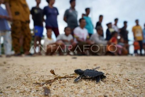 FOTO - Pelepasan tukik penyu di Pulau Barrang Caddi