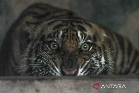 Balai KSDA Jambi selamatkan harimau sumatra terjerat kawat seling