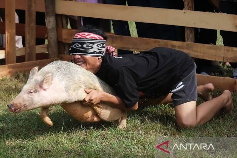 Kemeriahan Pekan Gawai Dayak ke-39, peserta menangkap babi dengan mata tertutup