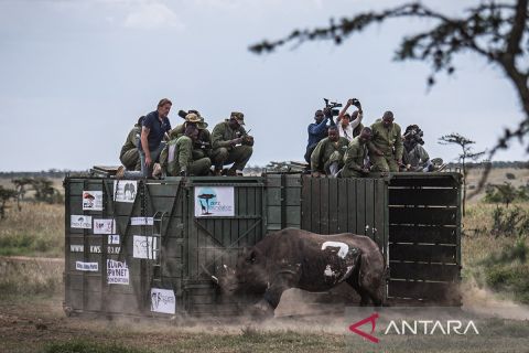 Relokasi badak hitam untuk konservasi di Kenya
