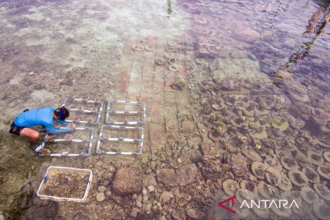 Menjaga ekosistem laut, warga Pulau Pramuka tanam terumbu karang