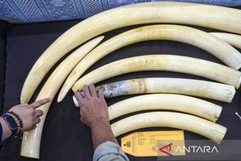 Bareskrim Polri gagalkan penyelundupan gading gajah senilai Rp2,38 Miliar