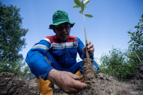 Kilang Pertamina Internasional Project Sumatera dukung kelestarian mangrove di Banyuasin
