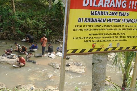 Pendulang emas mengadu nasib di Sungai Kalibambang Tulungagung