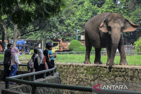 Libur panjang, 100 Ribu pengunjung diprediksi padati Taman Margasatwa Ragunan