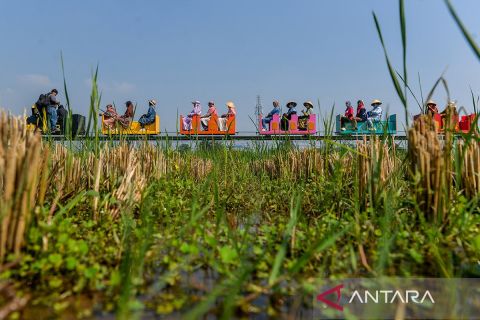 Berkeliling ladang persawahan dengan kereta wisata di Desa Kiangroke