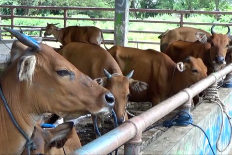 Ketersediaan hewan kurban di Sultra capai lebih dari 10 ribu ekor