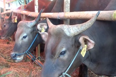  ekonomi lemah penyebab turunnya permintaan kurban di Yogyakarta