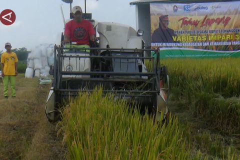 Alasan Bupati Temanggung dorong petani kembangkan padi Inpari 32