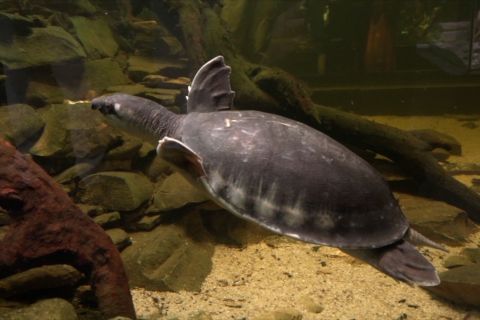 Jaga spesies kura-kura untuk dukung pelestarian keanekaragaman hayati