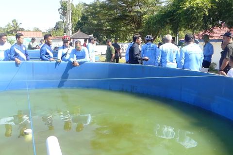 Gubernur Kalsel tinjau produksi albumin haruan di BPBAT Mandiangin