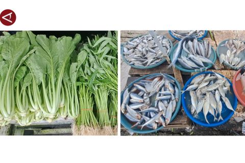 Komoditas sawi hijau dan ikan selar picu inflasi 0,77 di Babel