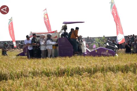 Panen di lahan rusak, perkokoh Jateng sebagai lumbung beras nasional