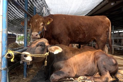 Satu sapi dibeli Presiden, ini kisah sukses peternak Jupri di Bekasi