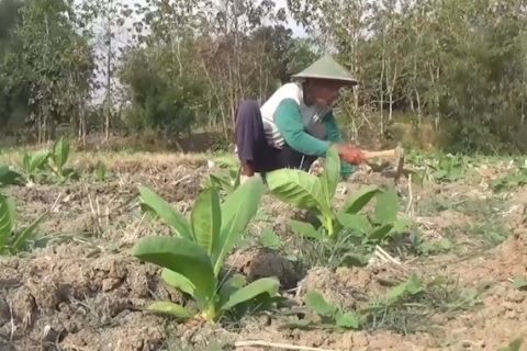 Hujan deras, DKPP minta petani tembakau perbaiki saluran irigasi