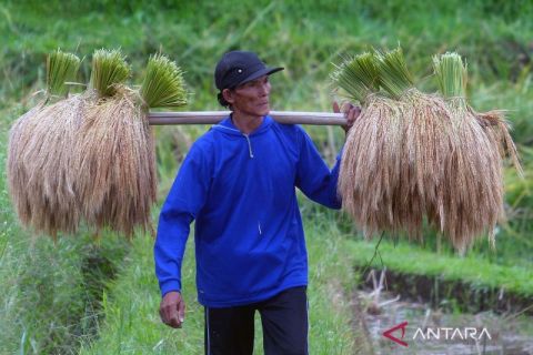 Panen meningkat dengan teknologi pemupukan menggunakan drone