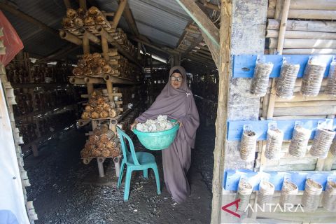 BUMdes Kahuripan hasilkan 1,5 ton jamur tiram per bulan