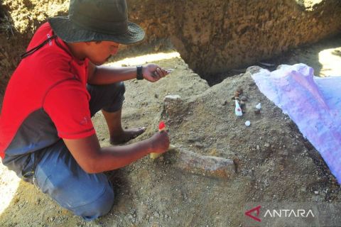 Tim peneliti gabungan teliti fosil tulang gajah purba yang ditemukan di Kudus