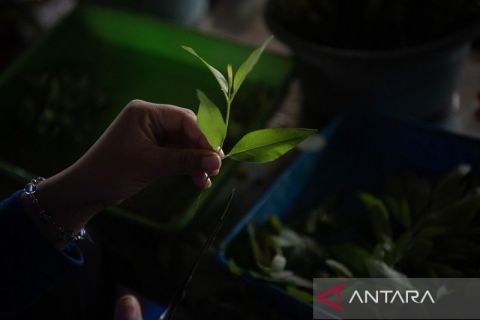 Mengintip pusat pembibitan pohon eucalyptus di Ogan Komering Ilir