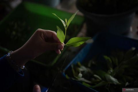 Mengintip pusat pembibitan pohon eucalyptus di Ogan Komering Ilir