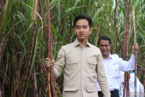 Wapres kunjungi petani tebu di Banyuwangi