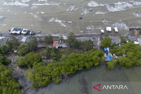 Rencana rehabilitasi 200 hektare mangrove di Indramayu